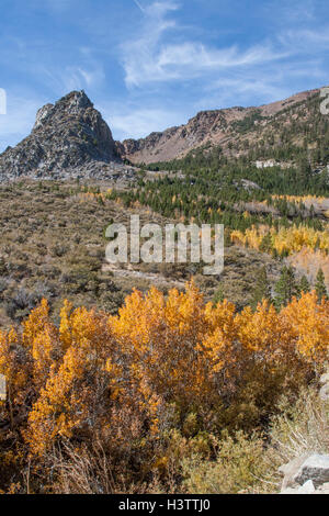 Farben des Herbstes auf der Ostseite der Sierras, Tioga Pass in der Nähe von Lee Vining und Mono Lake in Kalifornien hinauf. Stockfoto