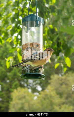 Gemeinsamen Buchfink, Fringilla Coelebs bei Etal, Northumberland, England Stockfoto