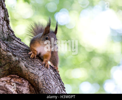 Eichhörnchen sitzt auf Baumstamm vor Hintergrund der hellen grünen Laub Stockfoto