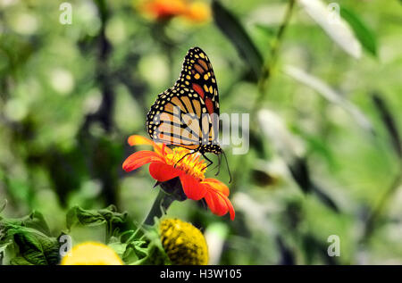 1980er Jahre MONARCHFALTER (Danaus Plexippus) ON A TITHONIA BLOOM Stockfoto