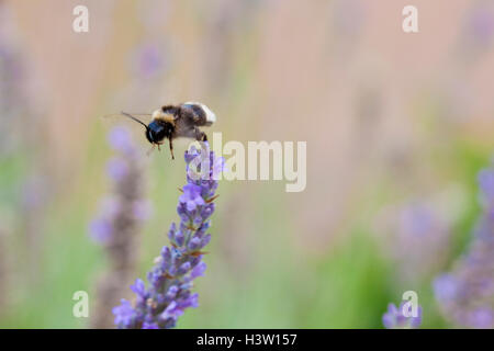 Hummel, sammeln von Pollen und/oder Nektar über Lavendel (Lavandula) Blüten, London, UK, Sommer Stockfoto