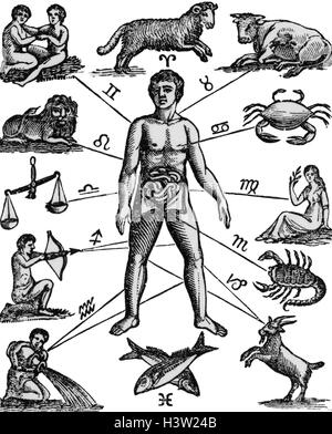 MANN-ZEICHNUNG IM ZUSAMMENHANG MIT ASTROLOGIE MOND STERNZEICHEN IN VERSCHIEDENEN TEILEN DER MÄNNLICHEN ANATOMIE IN DER ANTIKEN MEDIZIN Stockfoto