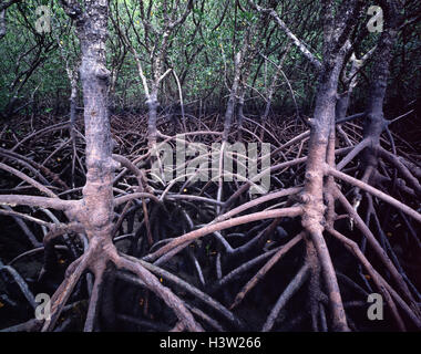 Stelzenläufer verwurzelt Mangroven (Rhizophora Stylosa) Stockfoto