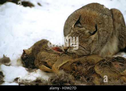 Eurasischer Luchs (Lynx Lynx) Stockfoto