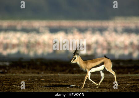 Thomson es Gazelle (Eudorcas Thomsonii) Stockfoto