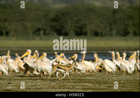 Thomson es Gazelle (Eudorcas Thomsonii) Stockfoto