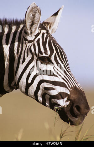 Zebra-Ebene (Equus quagga boehmi) Stockfoto