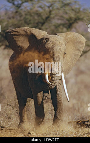 Afrikanischer Elefant (Loxodonta Africana) Stockfoto