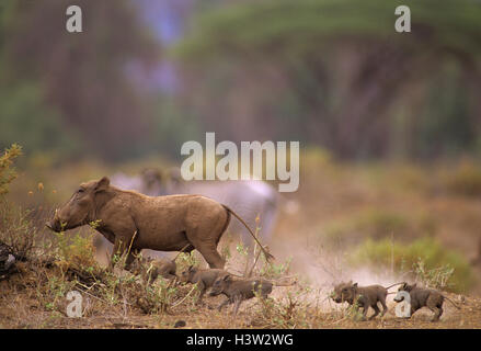 Gemeinsamen Warzenschwein (Phacochoerus Africanus) Stockfoto