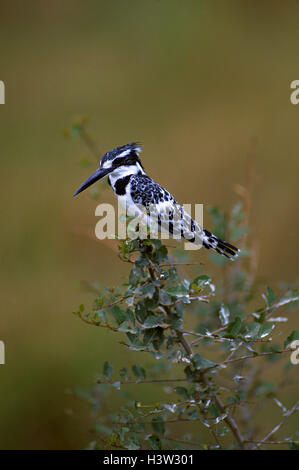 Trauerschnäpper Eisvogel (Ceryle Rudis). Stockfoto