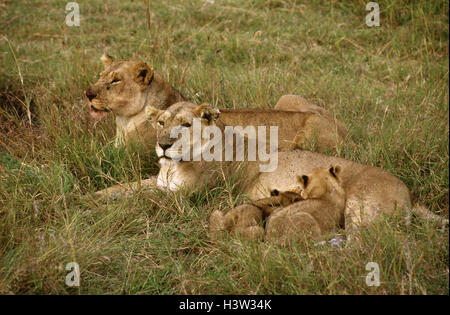Afrikanischen Löwen (Panthera Leo) Stockfoto