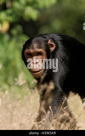 Gemeinsame Schimpanse (Pan Troglodytes Schweinfurthii) Stockfoto