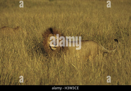 Afrikanischer Löwe (Panthera Leo) Stockfoto