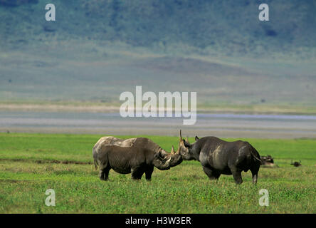 Schwarze Nashorn (Diceros Bicornis) Stockfoto