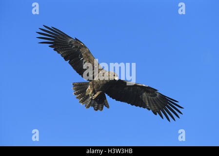 Tawny Adler (Aquila Rapax) Stockfoto