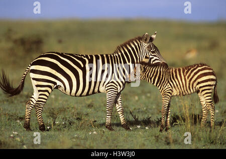 Grant's Zebras (Equus quagga boehmi) Stockfoto