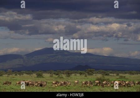 Gnus (Connochaetes Taurinus) Stockfoto