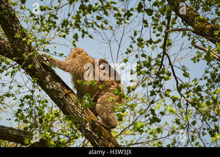 Eine Mutter Schnee/japanischen Makaken Affen und ihr Baby klettern einen Baum in Japan. Stockfoto