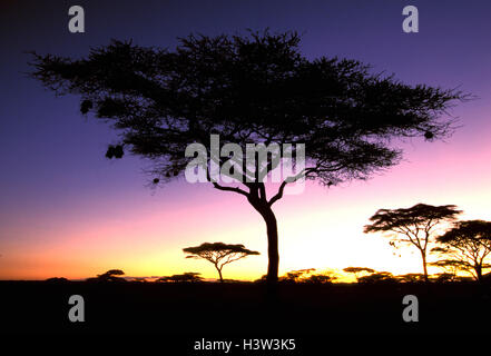 Regenschirm-Dorn-Akazie (Acacia Tortilis) Stockfoto