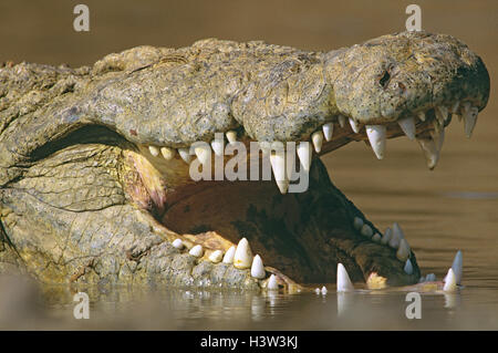 Nil-Krokodil (Crocodylus Niloticus) Stockfoto