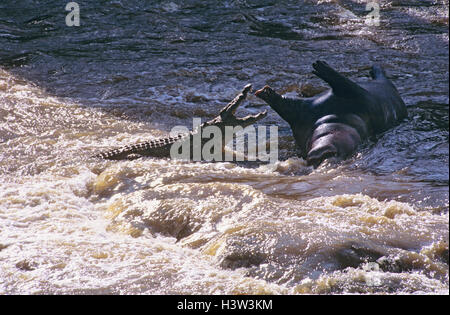 Nil-Krokodil (Crocodylus Niloticus) Stockfoto