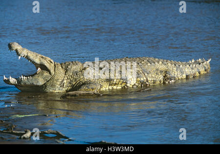 Nil-Krokodil (Crocodylus Niloticus) Stockfoto