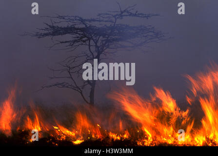 Feuer beleuchtet von Massai Graswuchs für ihr Vieh zu fördern, Stockfoto