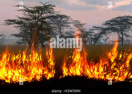 Feuer angezündet durch Massai Graswuchs für ihr Vieh zu fördern. Stockfoto