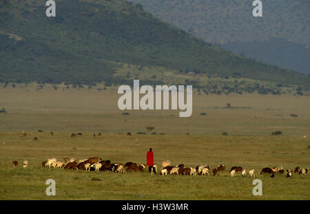 Masai-Hirten mit Schafen, Ziegen und Rinder. Stockfoto