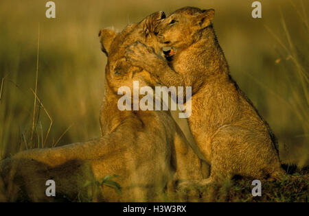 Afrikanischer Löwe (Panthera Leo) Stockfoto