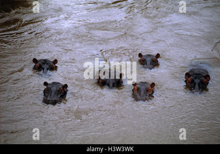 Flusspferd (Hippopotamus amphibius), sechs eingetaucht in Fluss mit Kopf über Wasser. Masai Mara National Reserve, Kenia Stockfoto