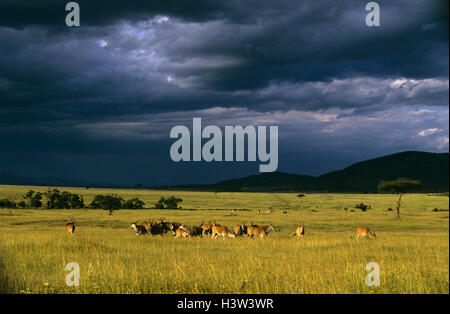 Eland (Tauro Oryx) Stockfoto