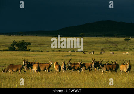 Eland (Tauro Oryx) Stockfoto