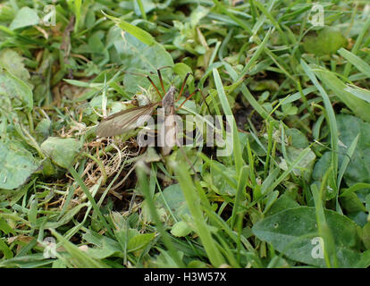 Nahaufnahme des weiblichen Kran-Fly (Tipula Oleracea) Eiablage im Rasen Stockfoto