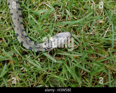 Nahaufnahme des Kopfes von einem männlichen Ringelnatter (Natrix Natrix) auf dem Rasen, mit einem Teil seiner alten Haut stecken, um seine rechte Auge und Kopf Stockfoto