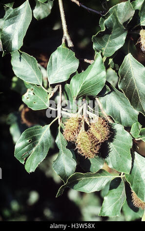Blutbuche Fagus Sylvatica, Detail, Zweig, Obst Pflanze, Buchengewächse, Buche, Baum, Blätter, Natur, Stockfoto