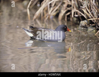 Teich-Huhn, Gallinula Chlor Opus, außen, Wasser, Wasser, See, Fluss, Bach, Kran Vögel, Kranichvogel, Gruiformes, Rallidaes, Rallidae, Vogel, Vögel, Schwimmen, Teich-Geflügel Stockfoto