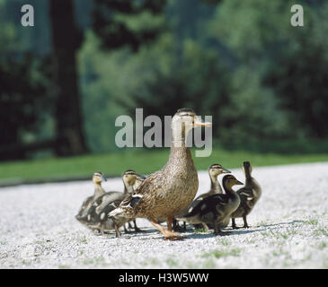 Stockente Anas Platyrhynchos, Weibchen, Entenküken, Weg, Vögel, Enten, Anatids, wilde Tiere, Vögel, wilde Enten, Entenvögel, Schwimmen Mutter Tier, Jungtiere, Küken, draußen Stockfoto