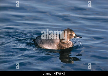 See, Schwarzes Brett Ente, Aythya 40-jähriger Tiere, Tier, Vögel, Vogel, Vögel Passage, Vogel passage, die Gans Vögel, Anseriformes, Anatids, Anatidae, Tauchen Enten, Aythyini, wenig Männer, gemeinsame Porchard, Schwimmen, Wasser Stockfoto