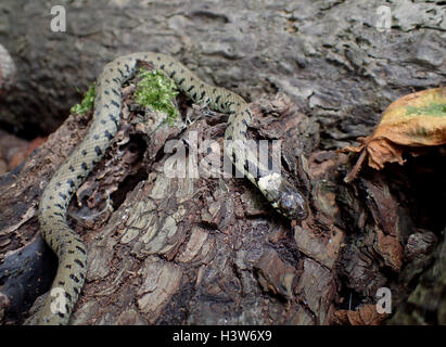 Männlichen europäischen Ringelnatter (Natrix Natrix) auf einem Baumstamm Stapeln zeigen Kopf und Auge Beschädigung nach unvollständigen ecdysis Stockfoto