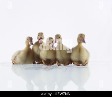 Entenküken Vögel, Enten, Anatids, nutzen Tiere, Geflügel, Haus-Enten, Jungtiere, Küken, fünf, Schwimmen Anatidae, sitzen, Seite, Seite, Studio, Jungtiere Stockfoto