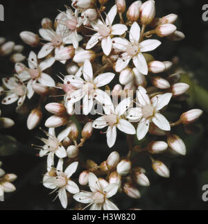 Weiße Mauer Pfeffer, Sedum Album, Nahaufnahme, Natur, Botanik, Flora, Pflanzen, Blumen, Wiesenblumen, Dickblattgewächse, Henne, Wehrmauer Pfeffer, Blüten, Blüte, weiß, weich, Fett Blume Sterne, Zeitraum blühen von Juni bis Oktober, Stockfoto