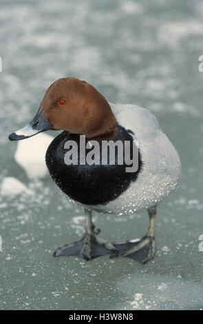 Schwarzes Brett-Ente, Aythya 40-jähriger, Männlich, Winter, See, iceboundly, Blatt, Eis, Vögel, Vogel, wilde Tiere, wildes Tier, Vögel Passage, Vogel-Passage, die Gans Vögel, Anseriformes, Anatids, Anatidae, Tauchen Enten, Aythyini, kleine Männer, Männlich, gemeinsame Porchard Stockfoto