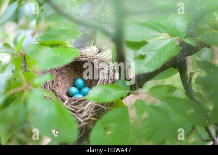 Blauen Eiern in Kirschbaum-nest Stockfoto