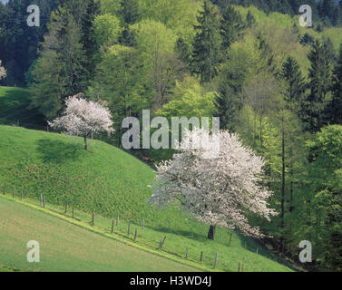 Schweiz, Kanton Bern, Emmental, Rand, Wald, Obstbäume, Blüte, Frühling, Europa, Hügellandschaft, gemischt, Wald, Holz, Bäume, Wiese, Bäume, Kirschbäume, Blüte, Kirsche Blume, Obstblüte, Landwirtschaft, Natur, Ruhe, Stille, Idylle, Saison Stockfoto