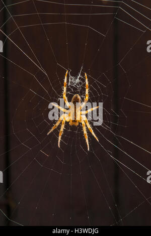 Cross Kreuzspinne, Araneus diadematus Stockfoto