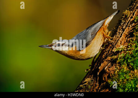 Kleiber auf einem faulenden Baumstumpf im Wald, West Dorset, UK Stockfoto