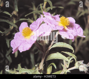 Weißliche Zistrosen, Cistus Albidus, Pflanze, Pflanzen, Blumen, Vegetation, Cistrose, Cistrosen, Zistrose, Blüten, rosa, Stockfoto