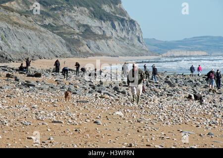 Fossilen Jäger an der Welt berühmten Jurassic Küste zwischen Charmouth und goldene Kappe, Dorset. Stockfoto