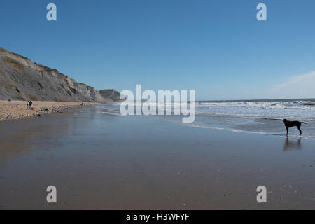 Fossilen Jäger an der Welt berühmten Jurassic Küste zwischen Charmouth und goldene Kappe, Dorset. Stockfoto